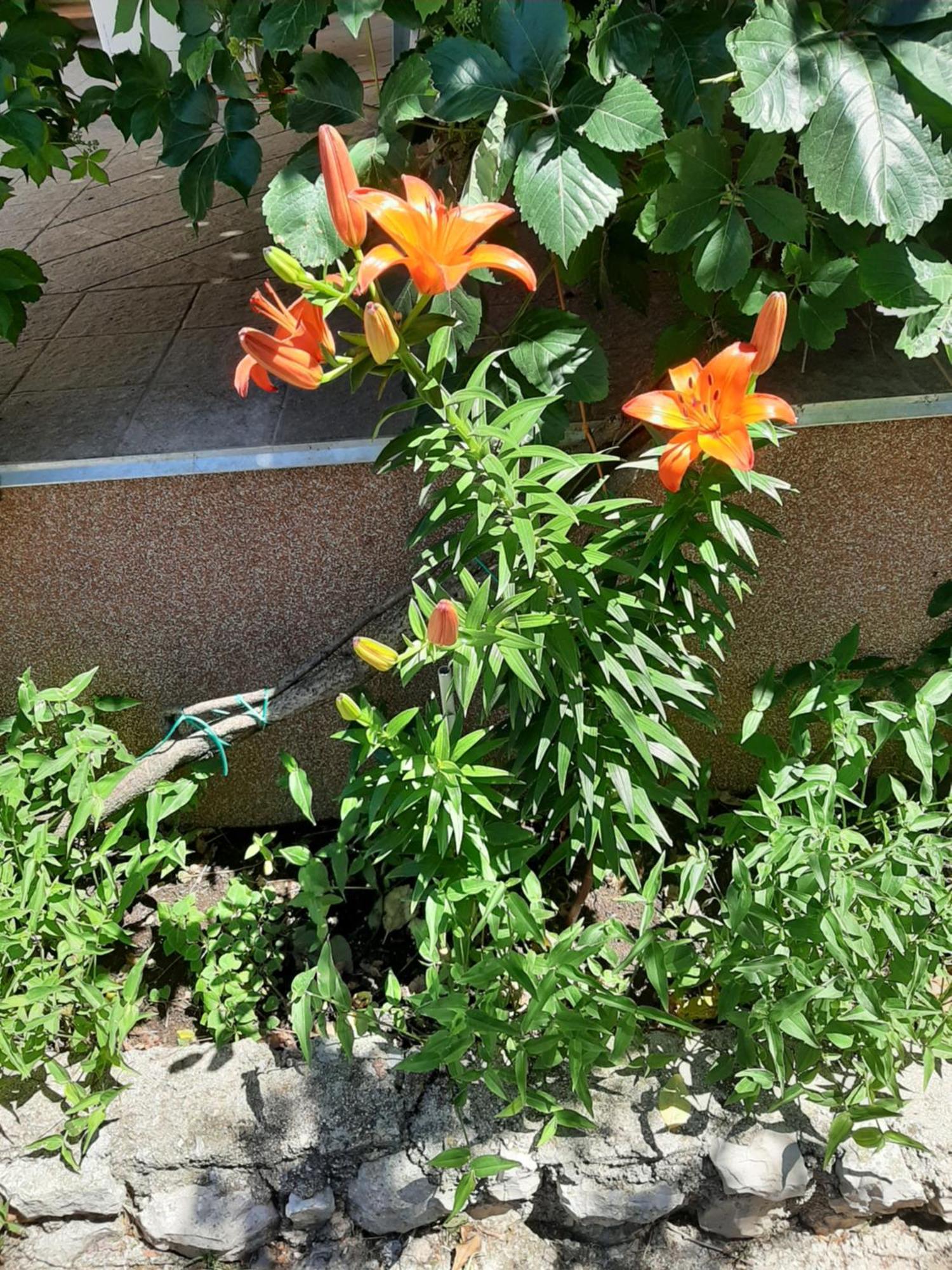 Apartmani Marija Povljana Bilik gambar